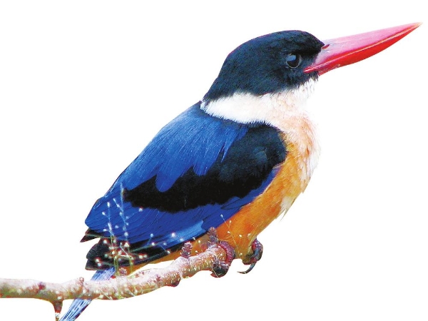 99ecf92c-1c9c-4dae-88c0-6baab00413b8.jpg 99ecf92c-1c9c-4dae-88c0-6baab00413b8.jpg