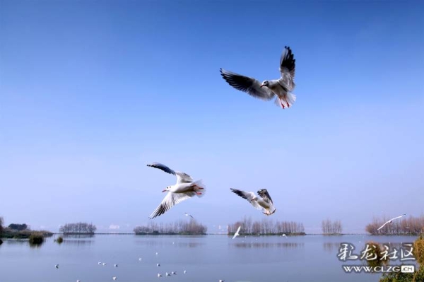 clzg_content&clzg_scale_3554_2364