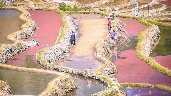 梯田春耕忙 風(fēng)景美如畫。綠春縣融媒體中心供圖(63).jpg_x-oss-process_style_w10