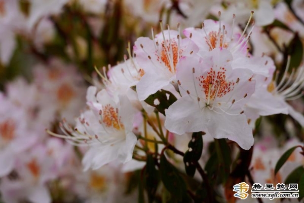 7c381d81-9c6e-46a5-91bf-93db9b63cc92_batchwm