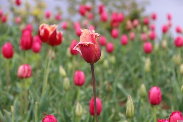 53f2fb5b-9095-4420-969b-5d30b6213178_batchwm