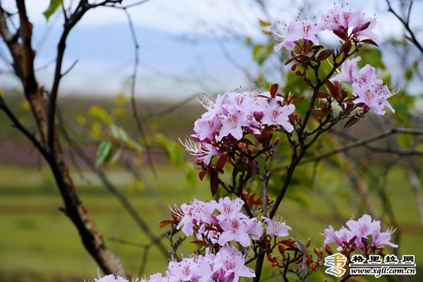 2416c6a4-7008-4310-bc7a-5711d87087f4_batchwm