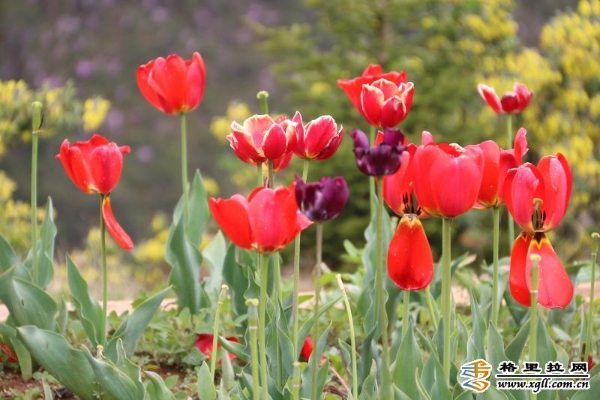 5082a10b-1648-426c-a507-6c8023a63c03_batchwm