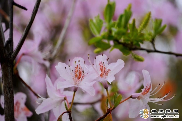 ba2b14e7-2b81-4b09-91ee-3a9dd3323b42_batchwm