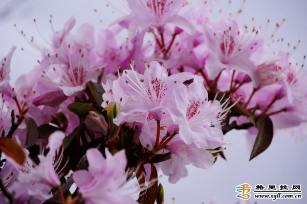 e9f91cd2-84b6-40cd-832a-9f97f0371b68_batchwm