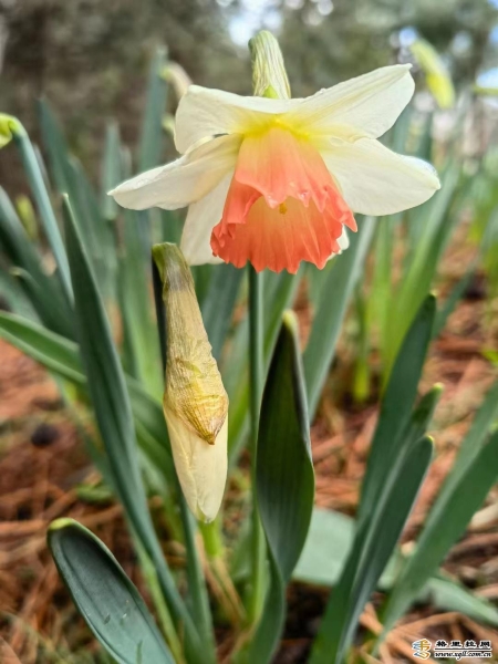 ee74018e-53e9-4f09-af79-cdc049b77118_batchwm