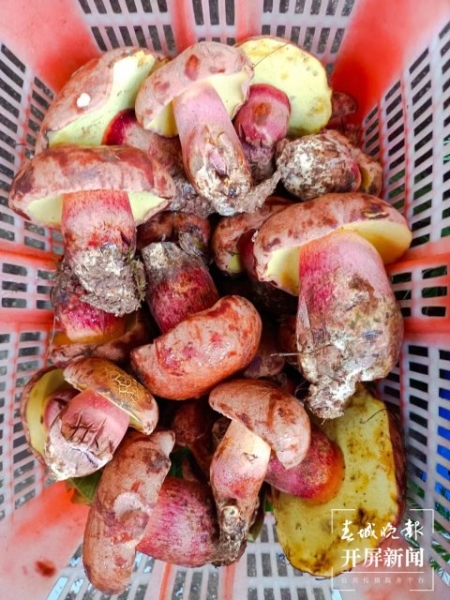 大量上市！價(jià)格跳水！昆明人敞開吃野生菌的時(shí)機(jī)終于到了?。ㄩ_屏新聞記者 楊質(zhì)高 攝） (5)