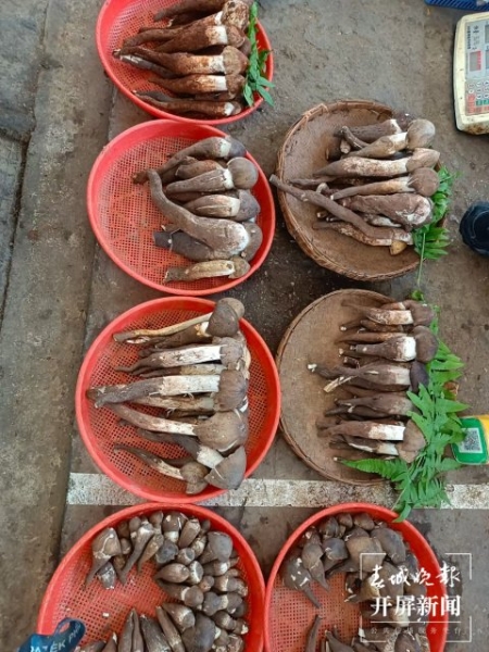 大量上市！價(jià)格跳水！昆明人敞開吃野生菌的時(shí)機(jī)終于到了?。ㄩ_屏新聞記者 楊質(zhì)高 攝）