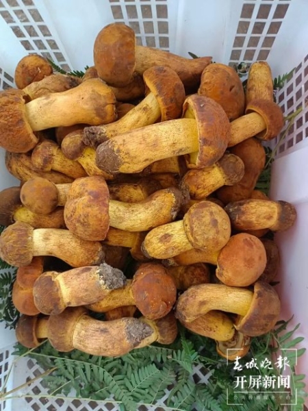 大量上市！價(jià)格跳水！昆明人敞開吃野生菌的時(shí)機(jī)終于到了?。ㄩ_屏新聞記者 楊質(zhì)高 攝） (3)