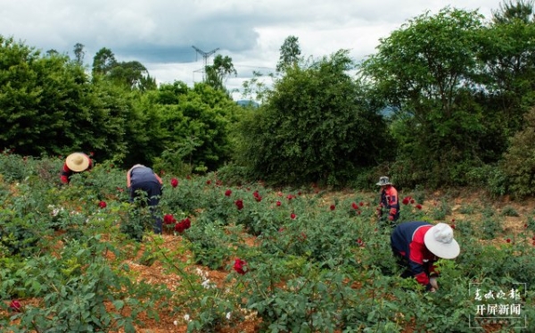 昆明晉寧寶峰街道200畝食用玫瑰進(jìn)入采收期.jpg 昆明晉寧寶峰街道200畝食用玫瑰進(jìn)入采收期.jpg