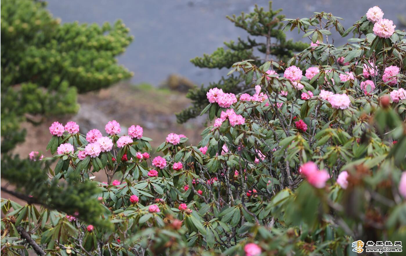 南姐洛1 南姐洛1