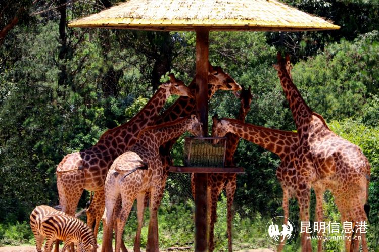 動物園3 動物園3