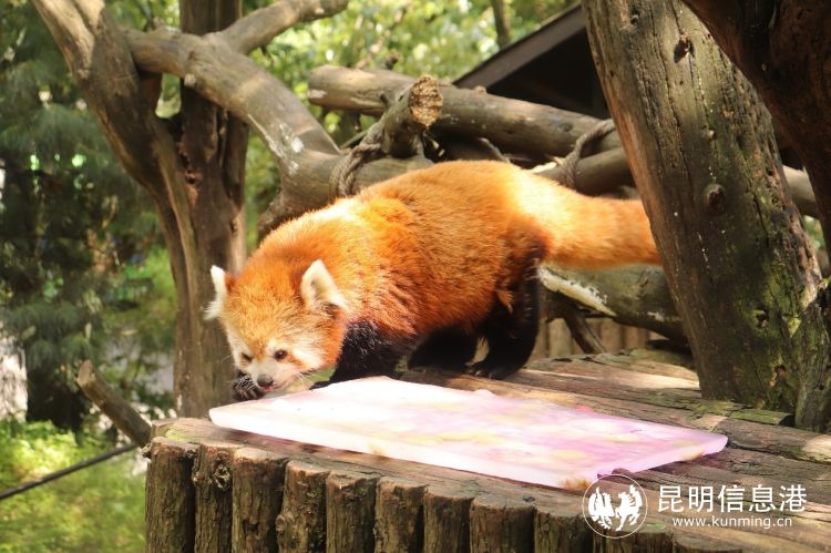 動物園4 動物園4