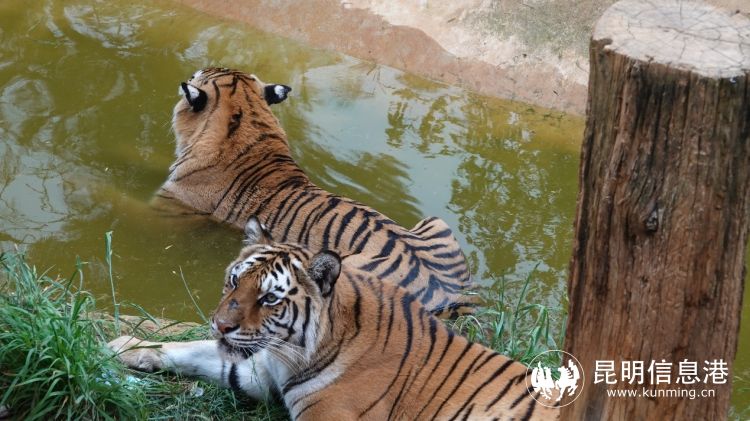 動物園6 動物園6