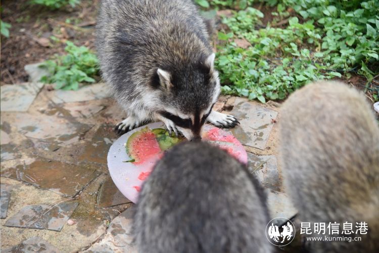 動物園8 動物園8
