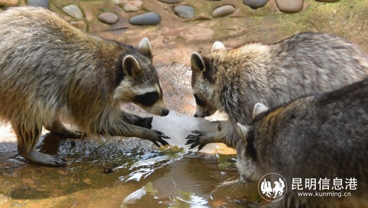 動物園9 動物園9