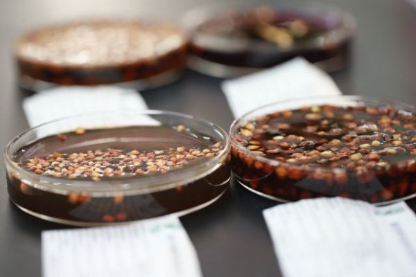 云南“太空鮮切花種子”落地昆明 (1) 云南“太空鮮切花種子”落地昆明 (1)