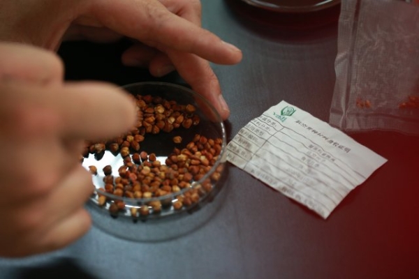 云南“太空鮮切花種子”落地昆明 (3) 云南“太空鮮切花種子”落地昆明 (3)