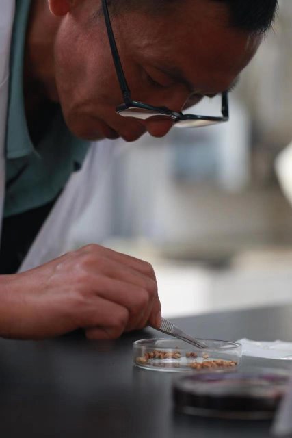 云南“太空鮮切花種子”落地昆明 (4)