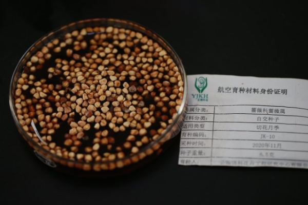 云南“太空鮮切花種子”落地昆明 云南“太空鮮切花種子”落地昆明