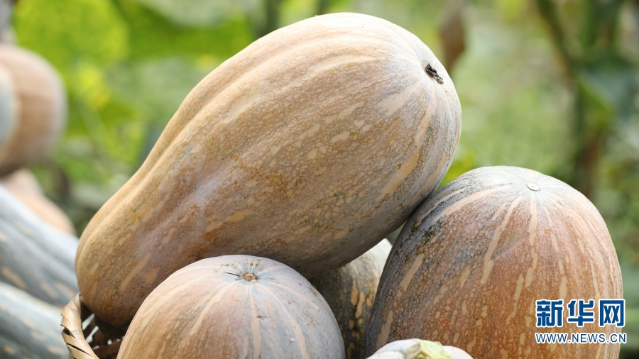 南瓜4