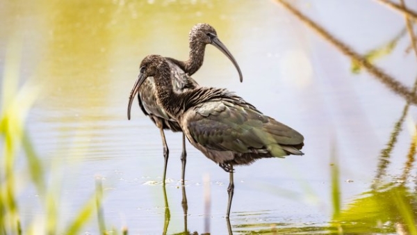 喙似彎刀，體形修長！瀕臨絕跡的國家一級保護(hù)動物彩鹮再現(xiàn)大理洱海！ (1).JPG