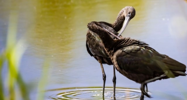 喙似彎刀，體形修長！瀕臨絕跡的國家一級保護(hù)動物彩鹮再現(xiàn)大理洱海！ (4).JPG