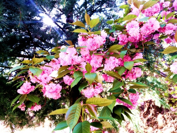 1373330_2048x2048 1373330_2048x2048