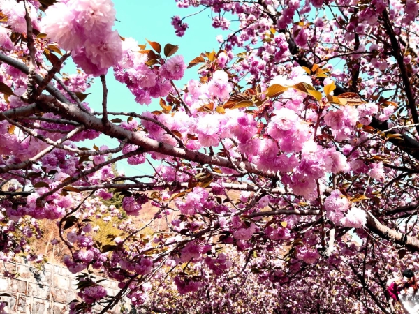 1373331_2048x2048 1373331_2048x2048