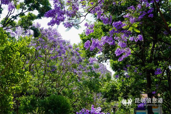 教場(chǎng)中路藍(lán)花楹大道的美景。寧夏攝影家協(xié)會(huì)會(huì)員溫利 攝