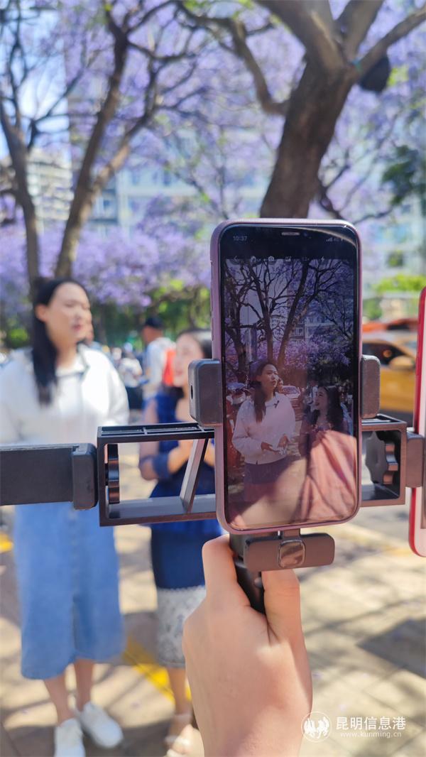 兩位主播在教場(chǎng)中路直播藍(lán)花楹盛放美景，讓海內(nèi)外網(wǎng)民足不出戶就能在線開(kāi)啟夢(mèng)幻之旅。譚石艷 攝