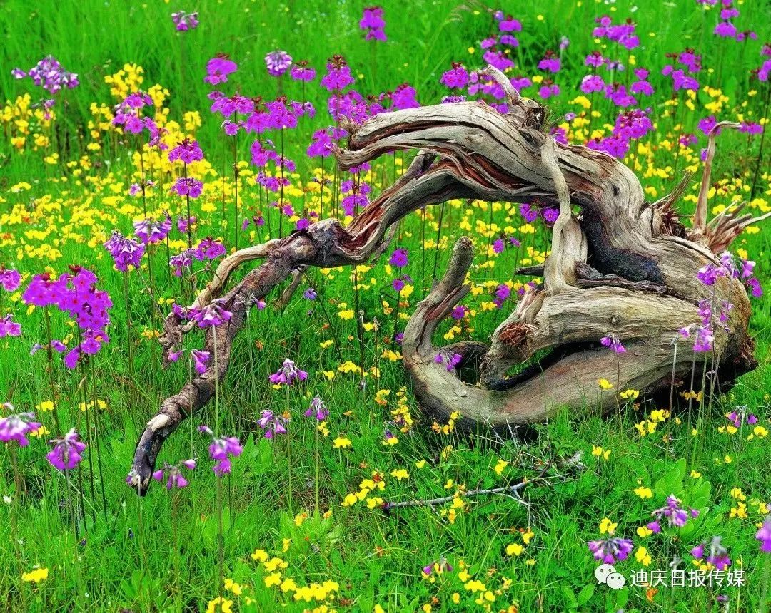 1384033_2048x2048 1384033_2048x2048