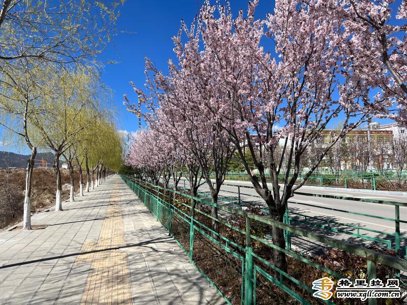 香格里拉城區(qū)的李子花開(kāi)了1