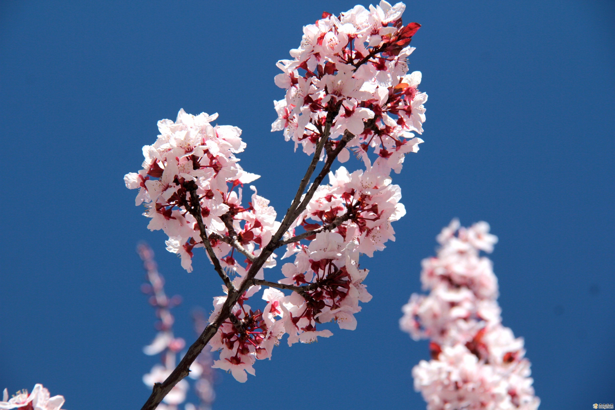 香格里拉城區(qū)的李子花開(kāi)了2