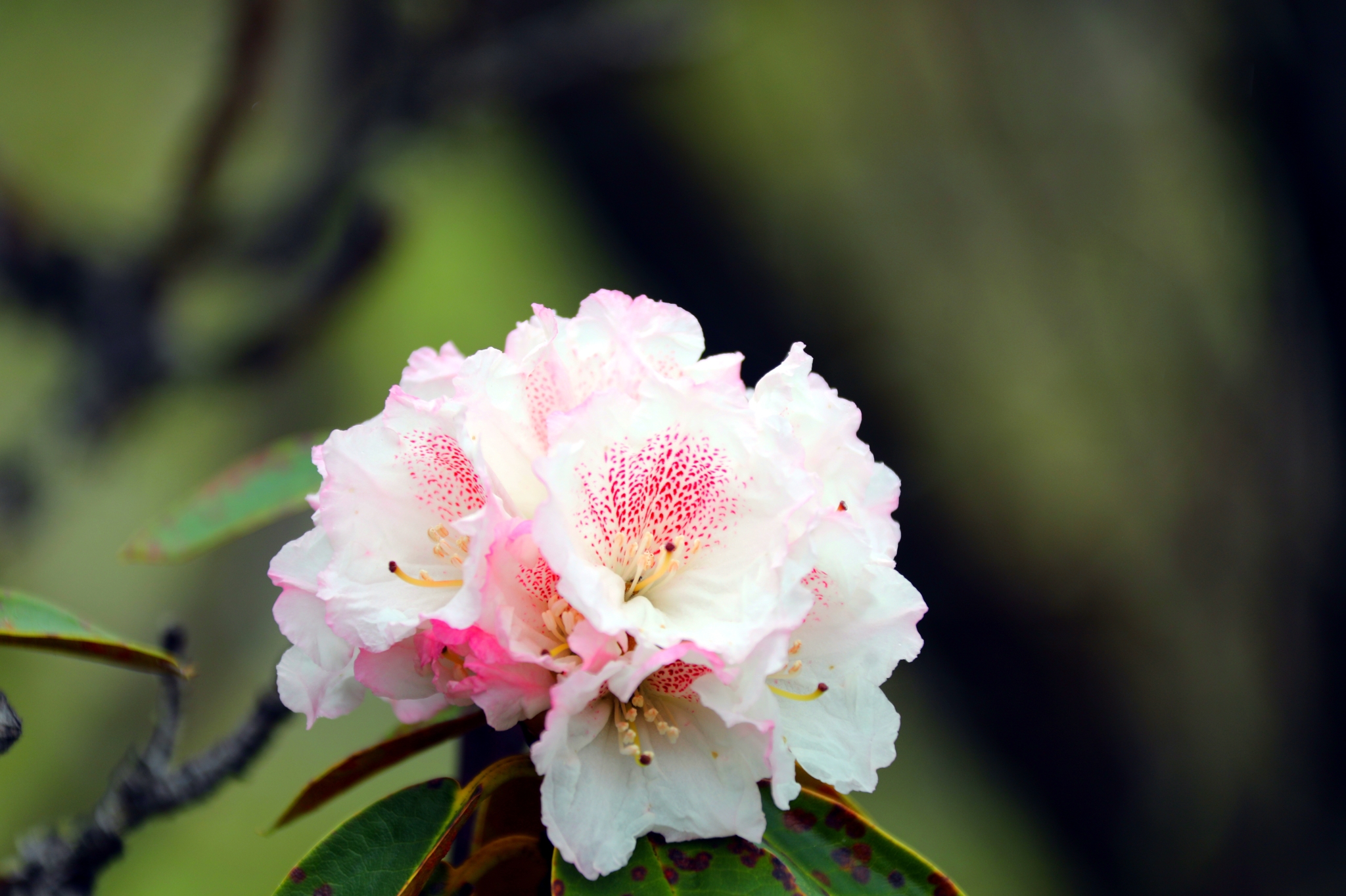 1656745_2048x2048 1656745_2048x2048