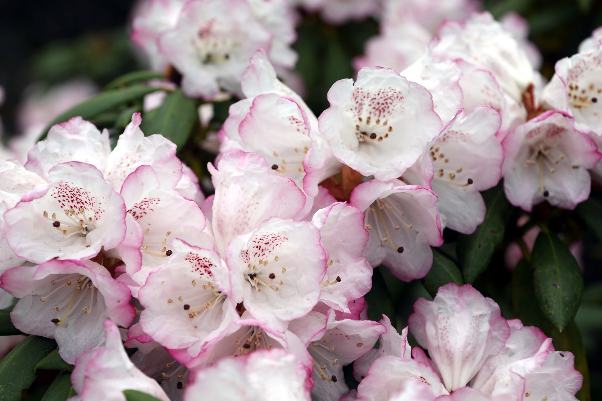 1656750_2048x2048 1656750_2048x2048