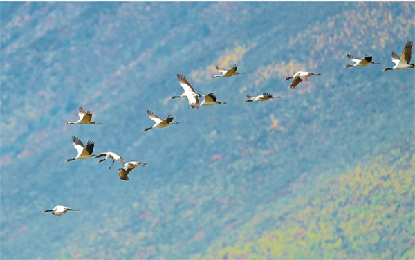 納帕海迎來今年首批越冬黑頸鶴 納帕海迎來今年首批越冬黑頸鶴
