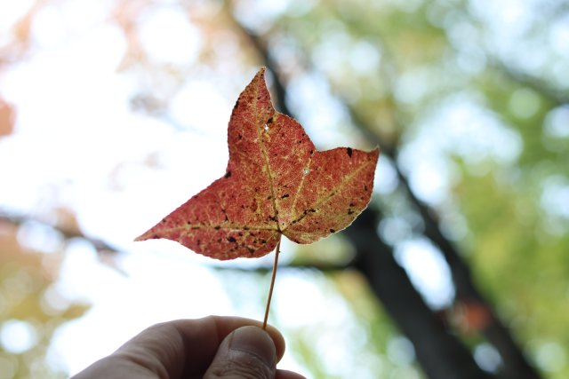 1730021_2048x2048 1730021_2048x2048