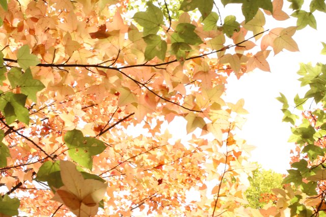 1730028_2048x2048 1730028_2048x2048