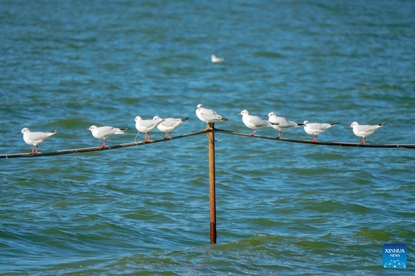 202412124f14a4e40ae740ee8baecd24ae086699_202412127f14af54ddc34e2bb046cfb2c3a86b96