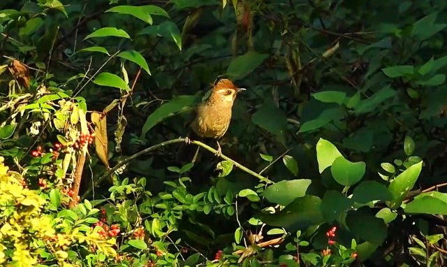 20241225154154948FV0