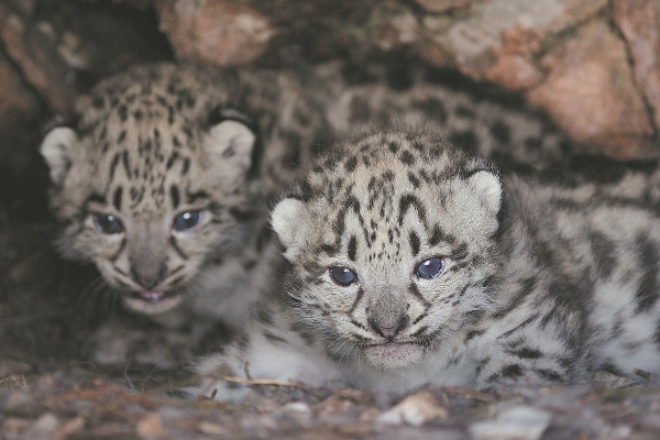 67775b40a310f1268d87c379 67775b40a310f1268d87c379