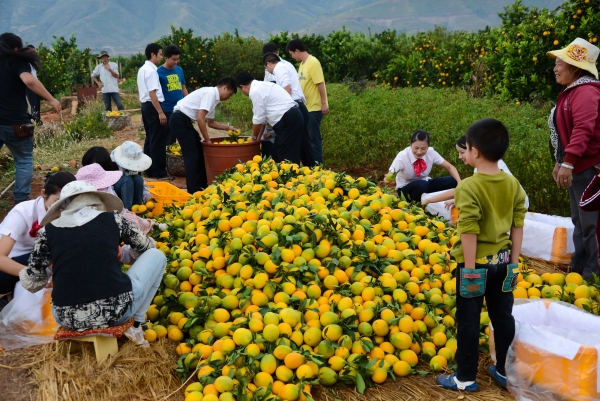 金果貸帶來金果果