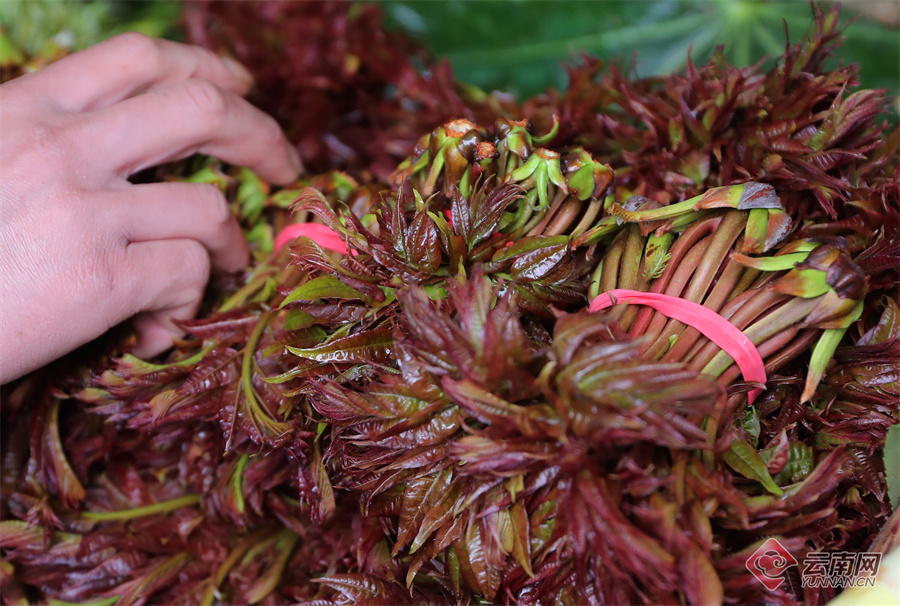 1824344_2048x2048 1824344_2048x2048