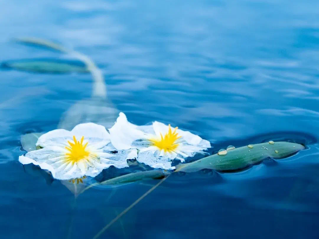 海菜花。大理州委宣傳部 供圖