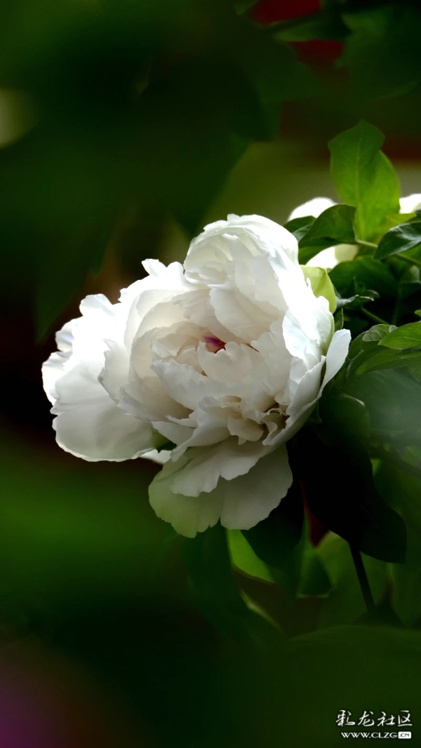 彩龍網(wǎng)友林柏1