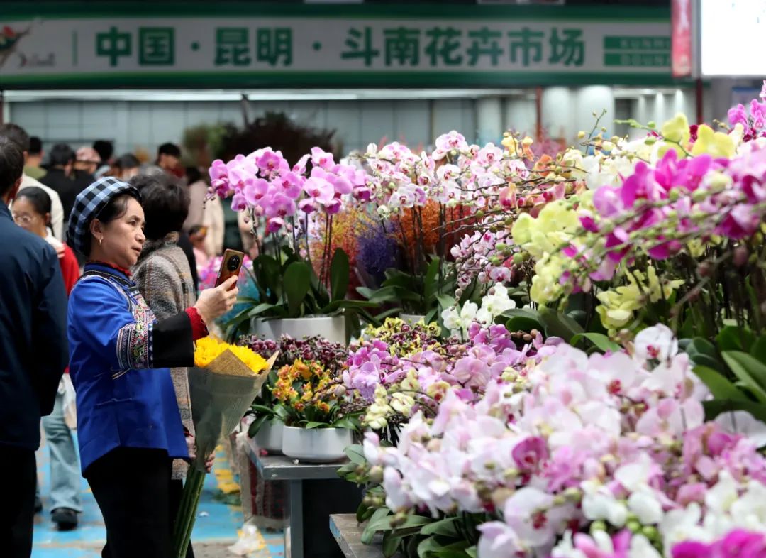 斗南花市4 昆明發(fā)布