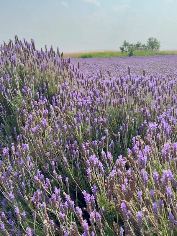 普羅旺斯1 普羅旺斯1