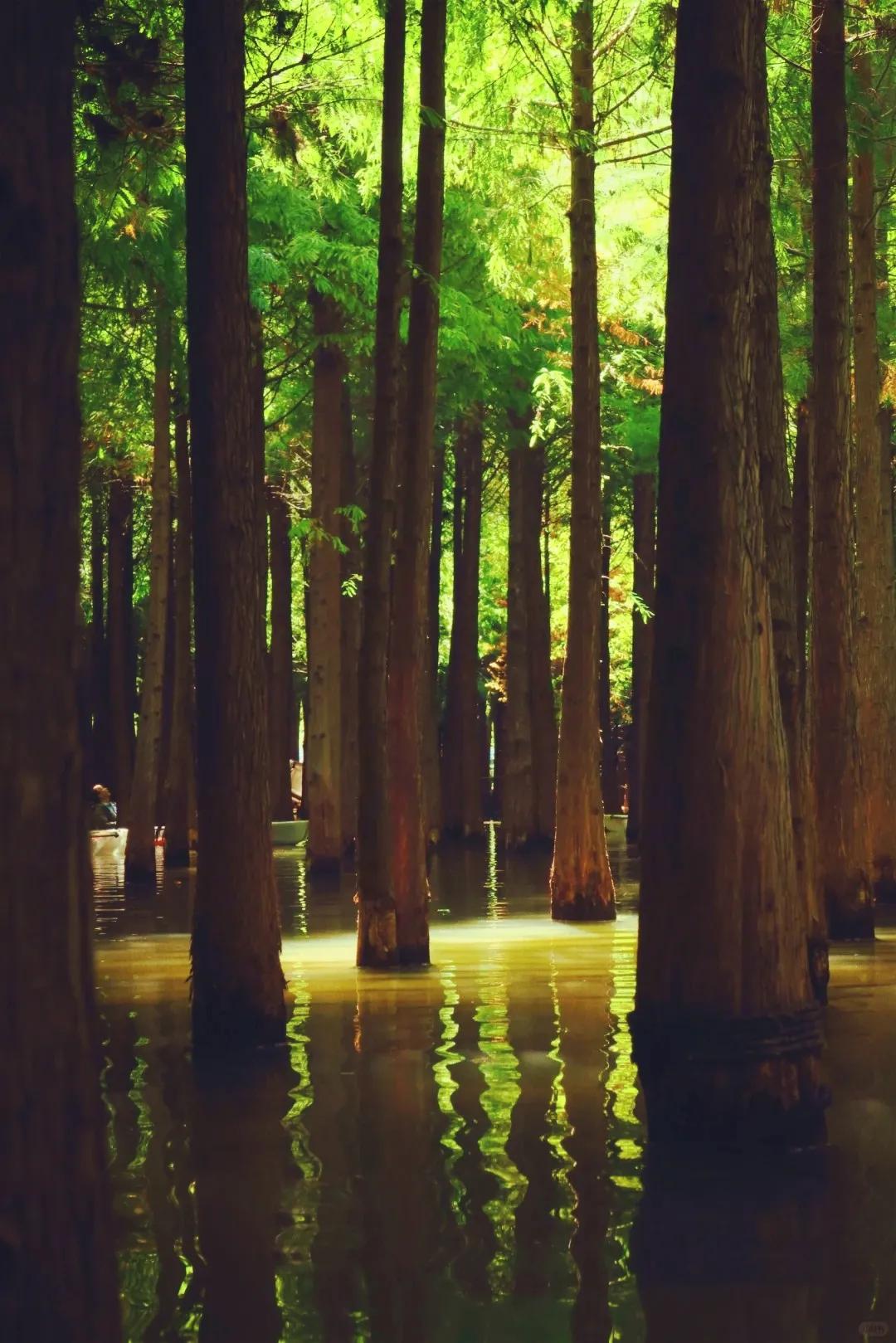 圖源：小紅書@BOOGUST3(1)