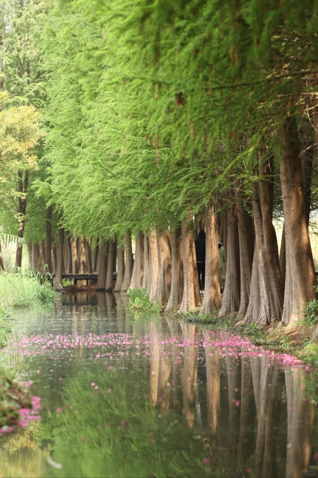 圖源：小紅書@伽瑞1(1)